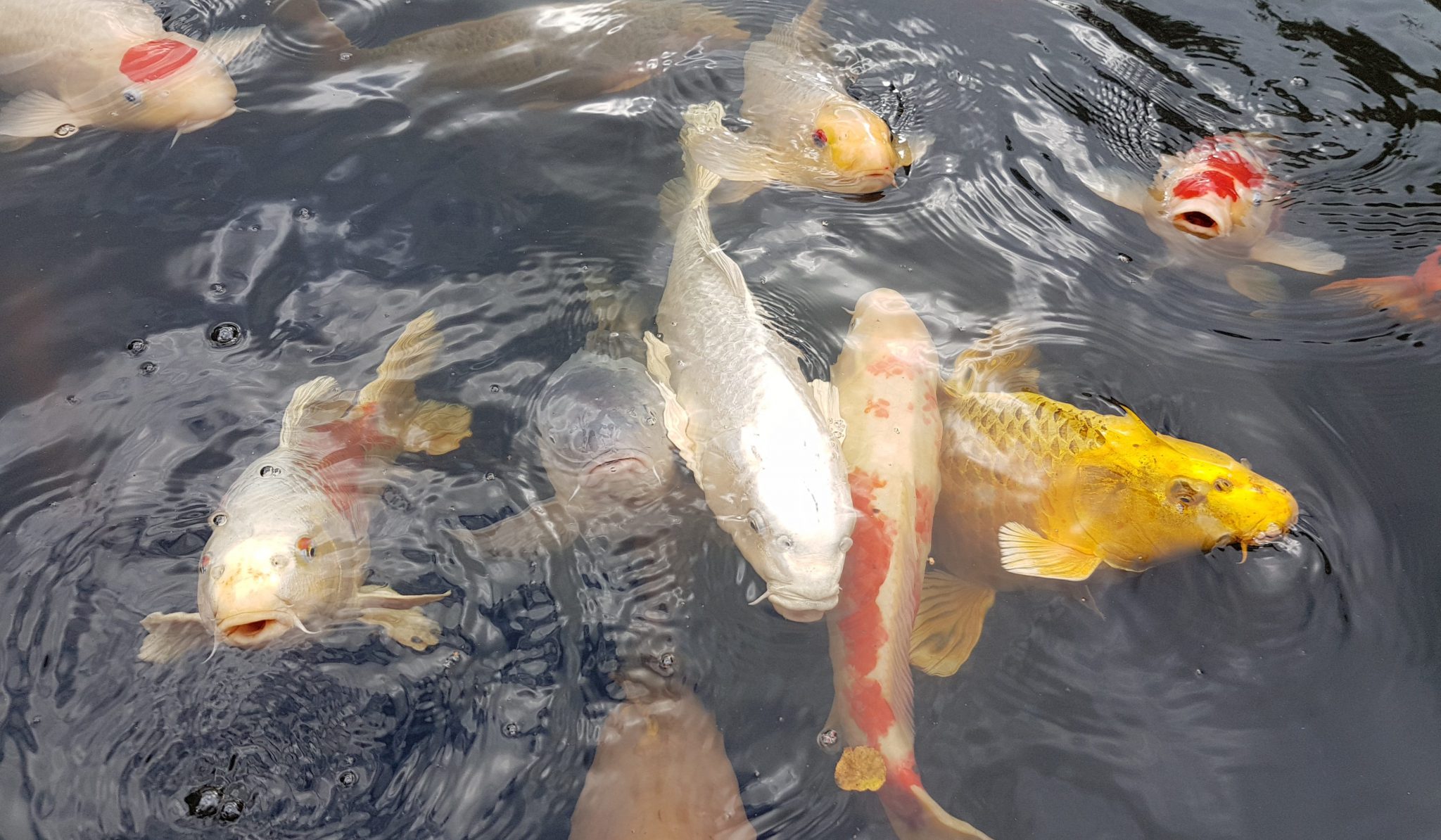 Aquaforte Koi pond projects